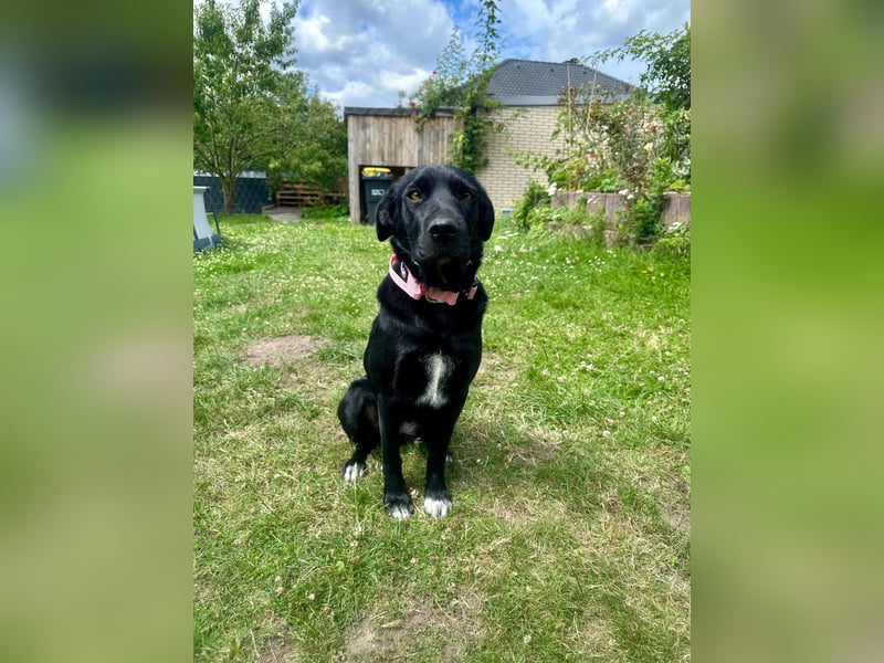 Emilija Fröhliche Labrador-Mischlingshündin sucht ihr Für-immer-Zuhause