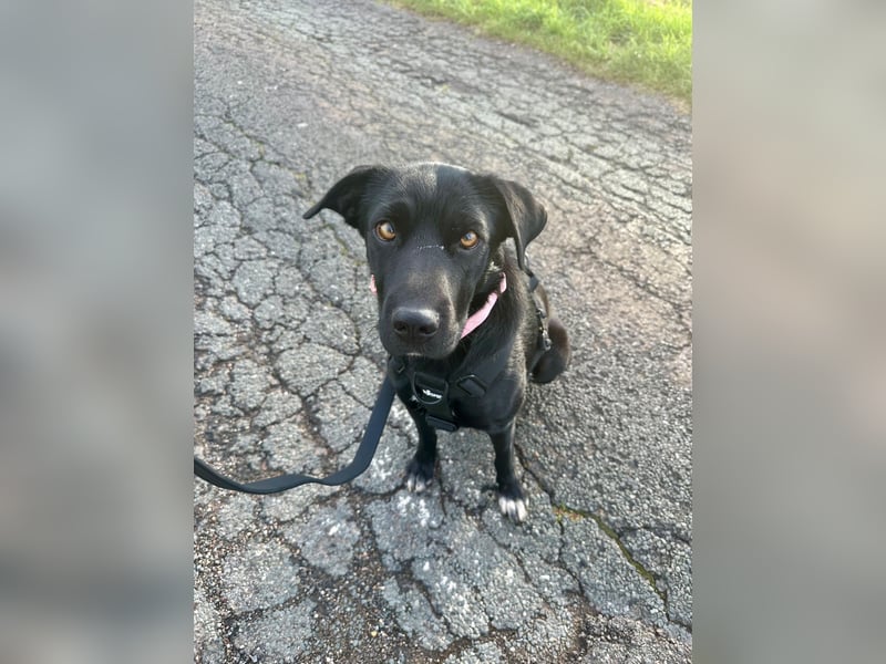 Emilija Fröhliche Labrador-Mischlingshündin sucht ihr Für-immer-Zuhause