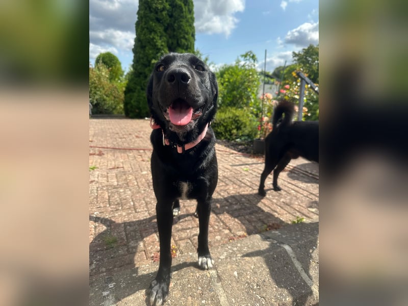 Emilija Fröhliche Labrador-Mischlingshündin sucht ihr Für-immer-Zuhause