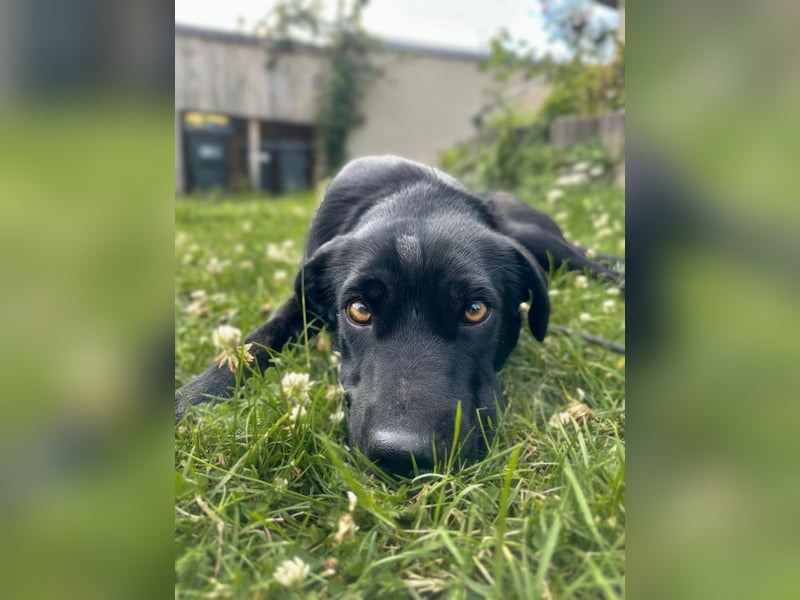 Emilija Fröhliche Labrador-Mischlingshündin sucht ihr Für-immer-Zuhause