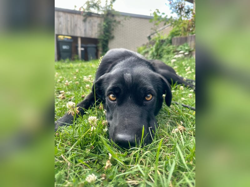 Emilija Fröhliche Labrador-Mischlingshündin sucht ihr Für-immer-Zuhause