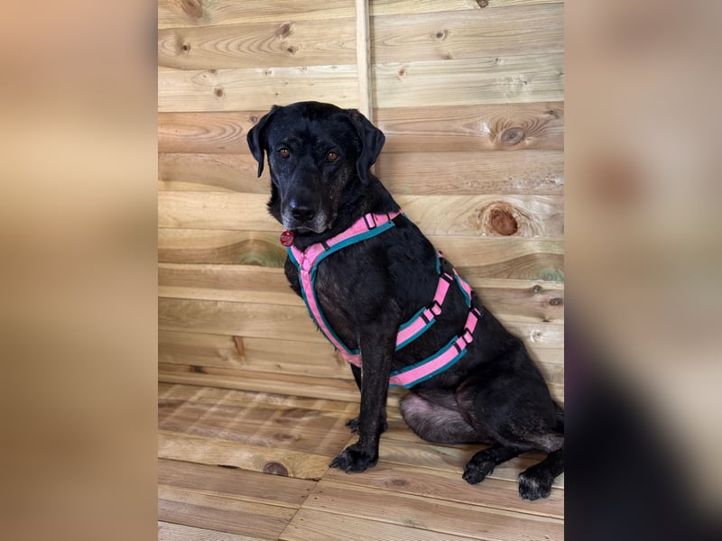 Labradorhündin sucht ein Zuhause