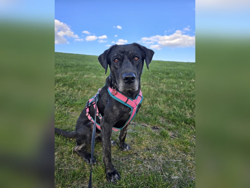 Labradorhündin sucht ein Zuhause
