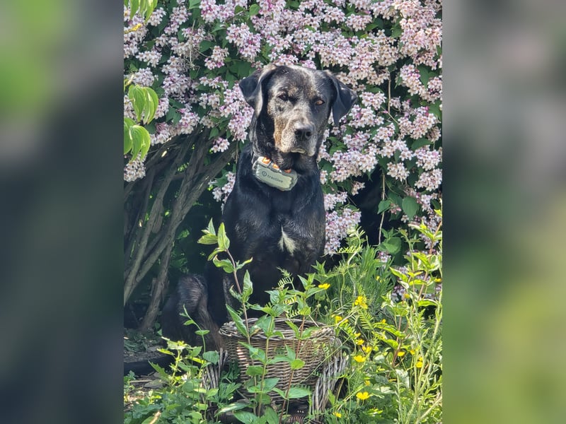 Labradorhündin sucht ein Zuhause