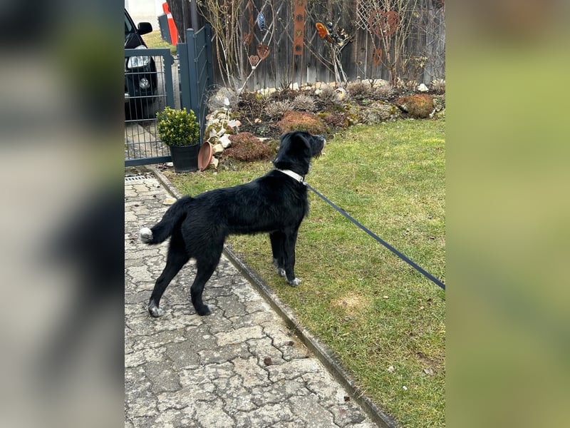 Akita Labrador