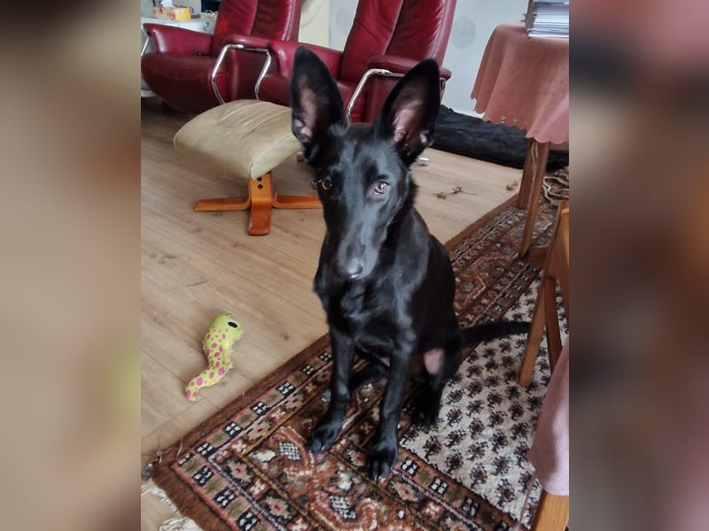 Leila wünscht sich ein Für-Immer-Zuhause