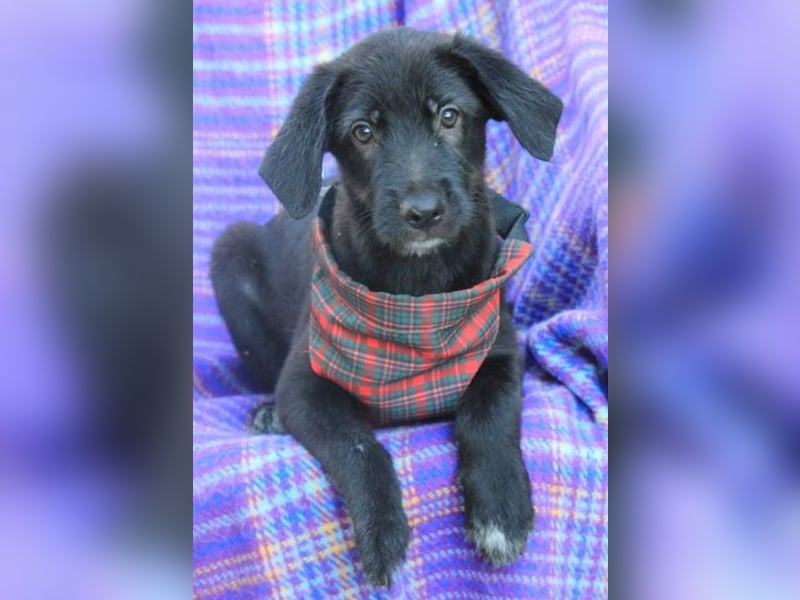 Neela sucht eine liebevolle Familie