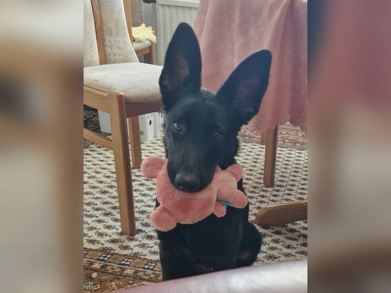 Leila wünscht sich ein Für-Immer-Zuhause