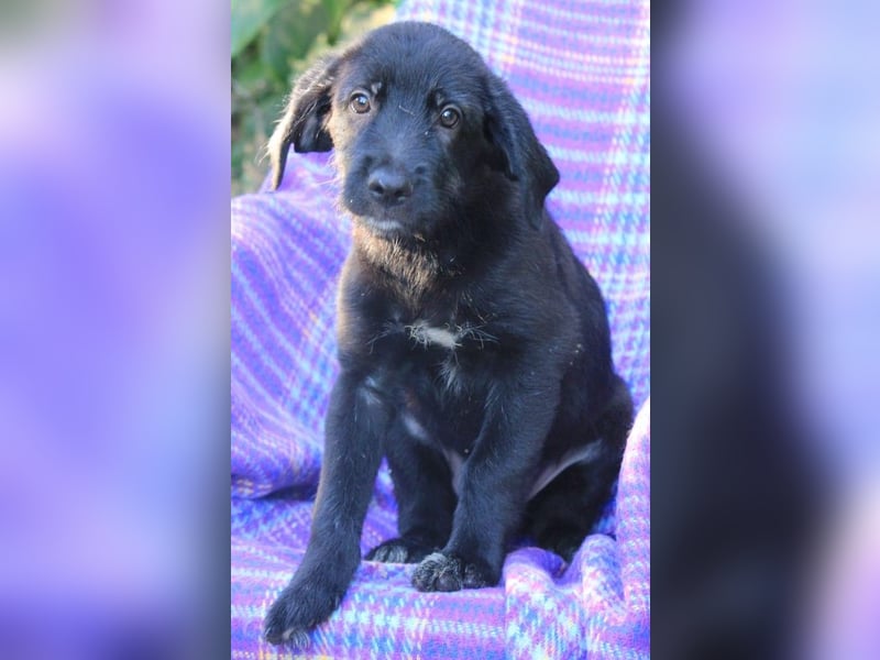 Neela sucht eine liebevolle Familie