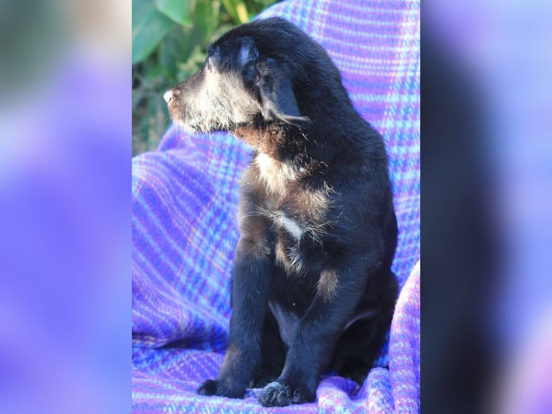 Neela sucht eine liebevolle Familie