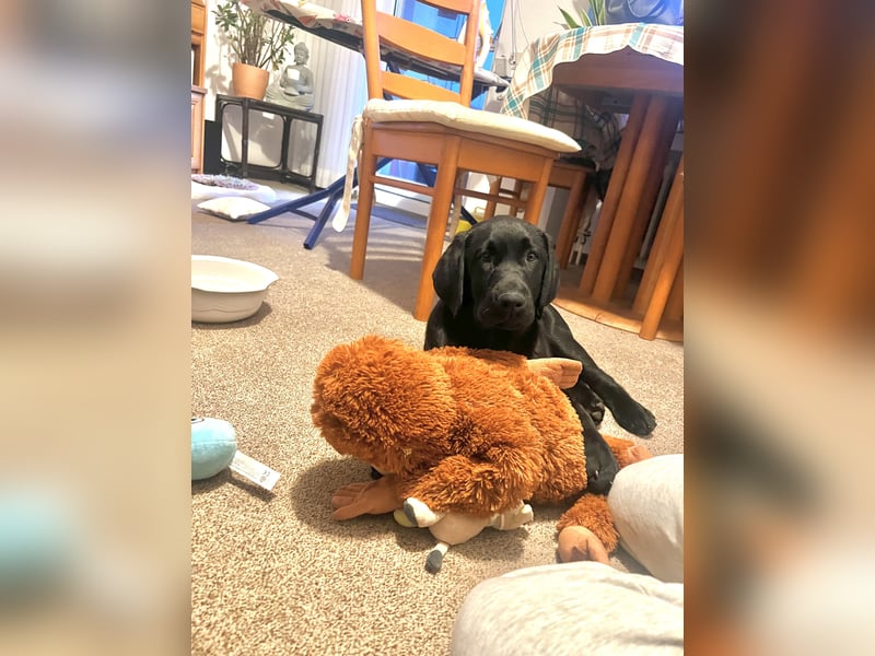 4 Monate alte Labrador Hündin