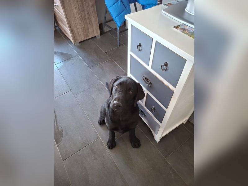 4 Monate alte Labrador Hündin