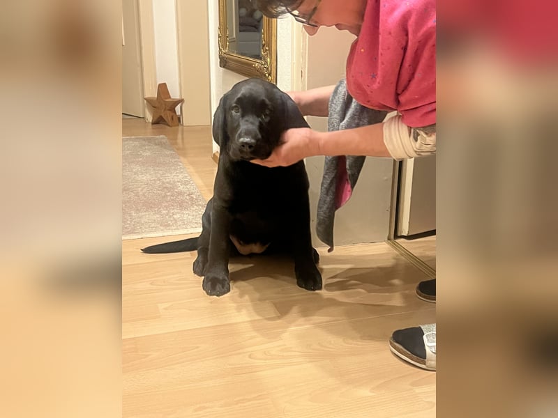 4 Monate alte Labrador Hündin