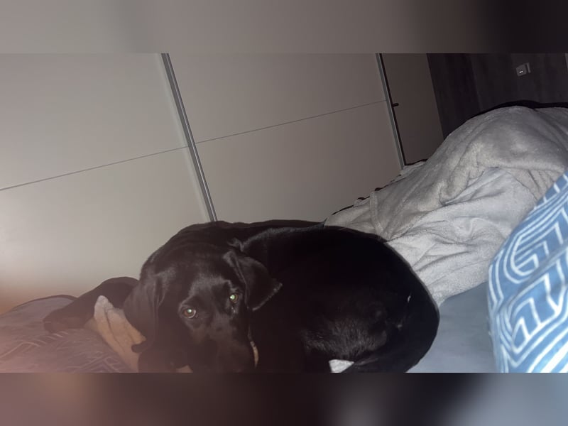 4 Monate alte Labrador Hündin