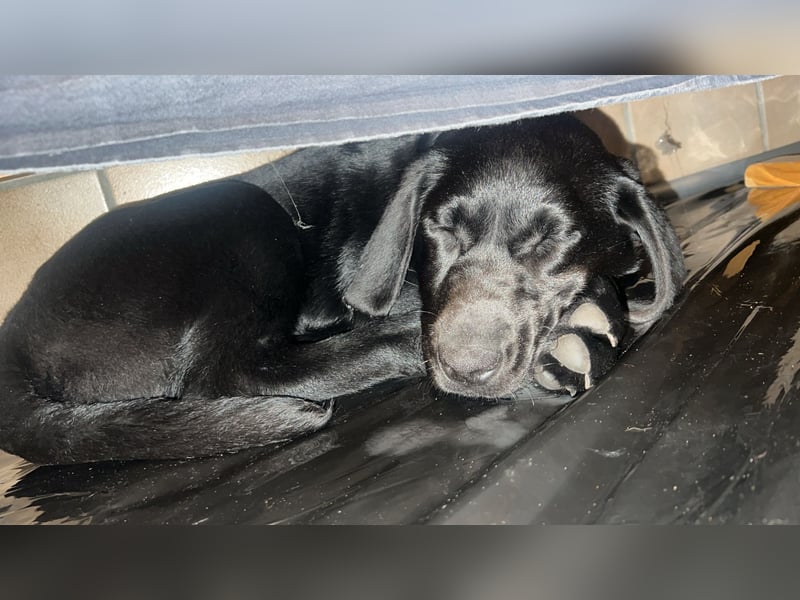 4 Monate alte Labrador Hündin
