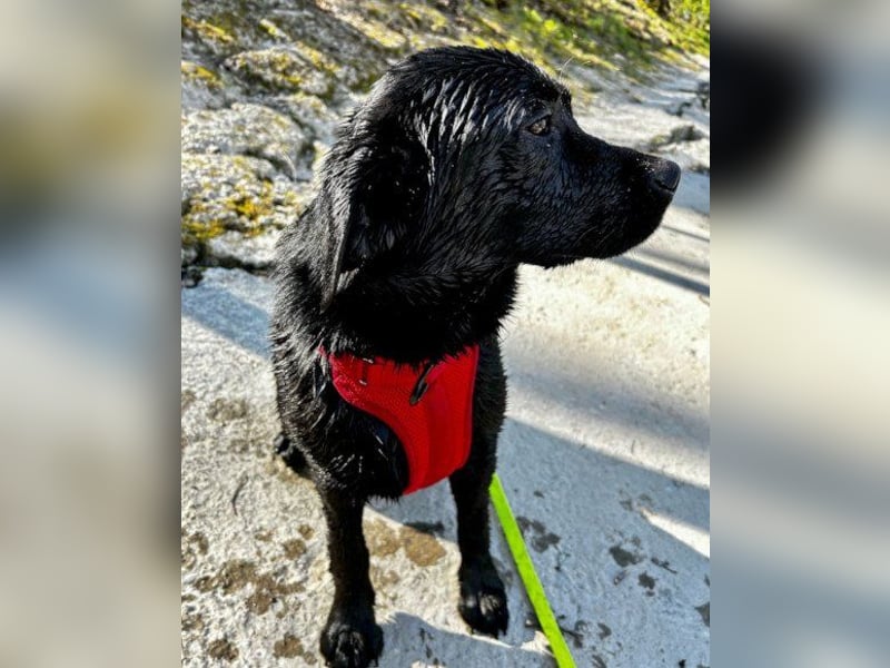 Labi-Hündin ♥Gobi♥ wartet schon in 80469 München