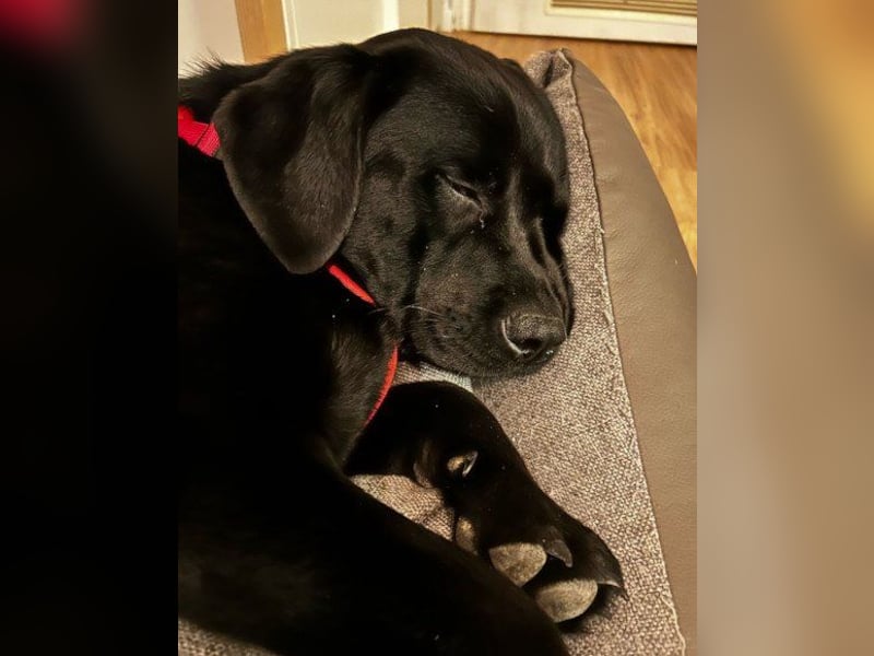 Labi-Hündin ♥Gobi♥ wartet schon in 80469 München