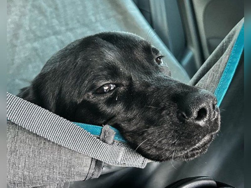 Labi-Hündin ♥Gobi♥ wartet schon in 80469 München