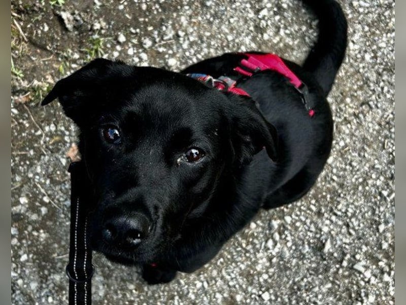 Labi-Hündin ♥Gobi♥ wartet schon in 80469 München