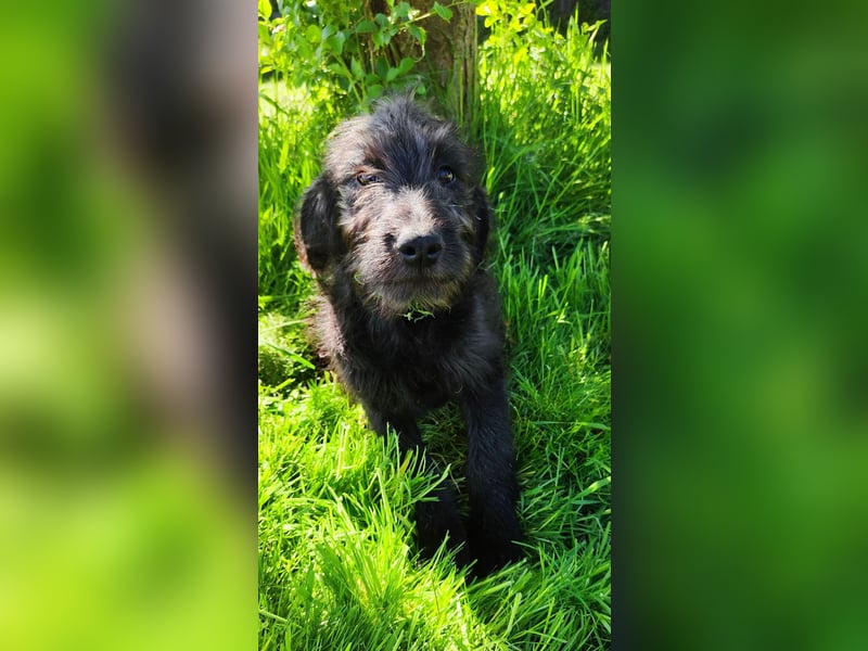 Labradoodle Silver Abgabebereit mit Papieren (Habeicaped)