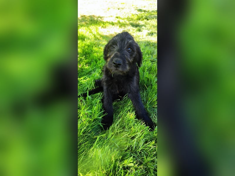 Labradoodle Silver Abgabebereit mit Papieren (Habeicaped)