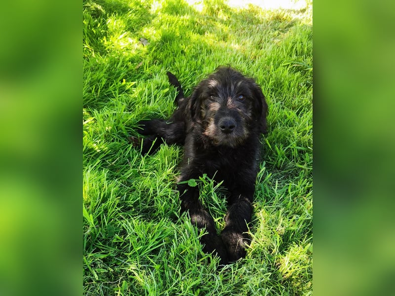 Labradoodle Silver Abgabebereit mit Papieren (Habeicaped)