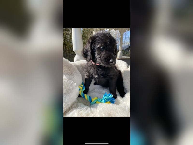 Labradorwelpe mit Ahnentafel