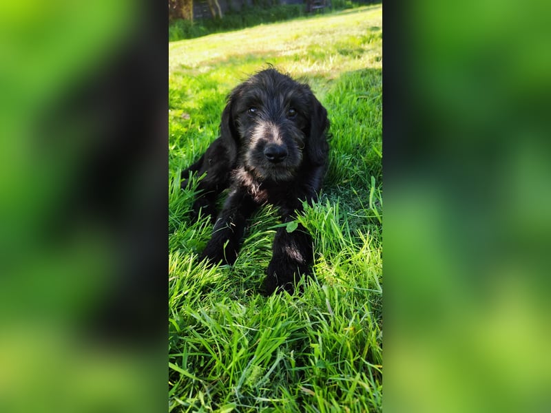 Labradoodle Silver Abgabebereit mit Papieren (Habeicaped)