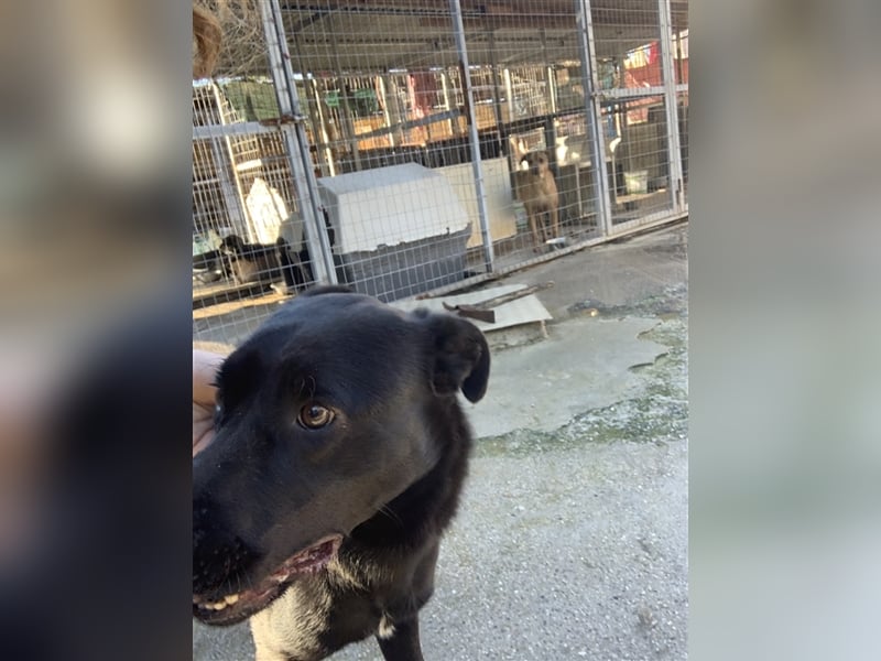 Happy Girl TRACY (5 Jahre) sucht ein Zuhause