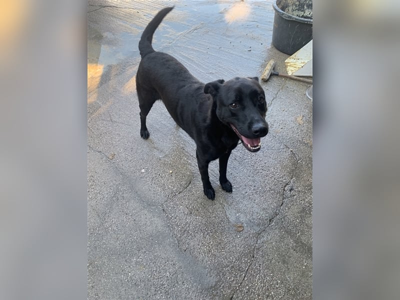 Happy Girl TRACY (5 Jahre) sucht ein Zuhause