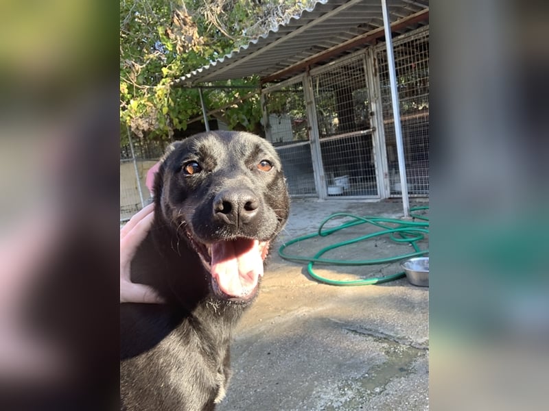 Happy Girl TRACY (5 Jahre) sucht ein Zuhause