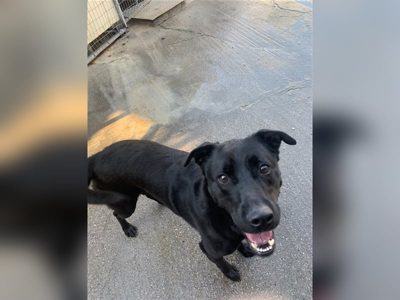 Happy Girl TRACY (5 Jahre) sucht ein Zuhause