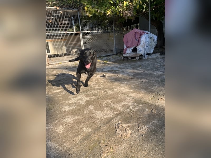 Happy Girl TRACY (5 Jahre) sucht ein Zuhause