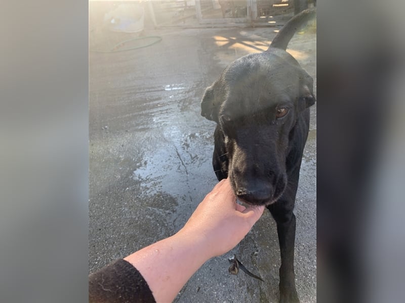 Happy Girl TRACY (5 Jahre) sucht ein Zuhause