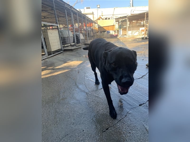 Happy Girl TRACY (5 Jahre) sucht ein Zuhause