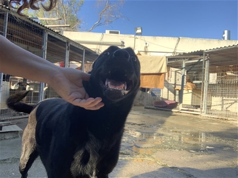 Happy Girl TRACY (5 Jahre) sucht ein Zuhause