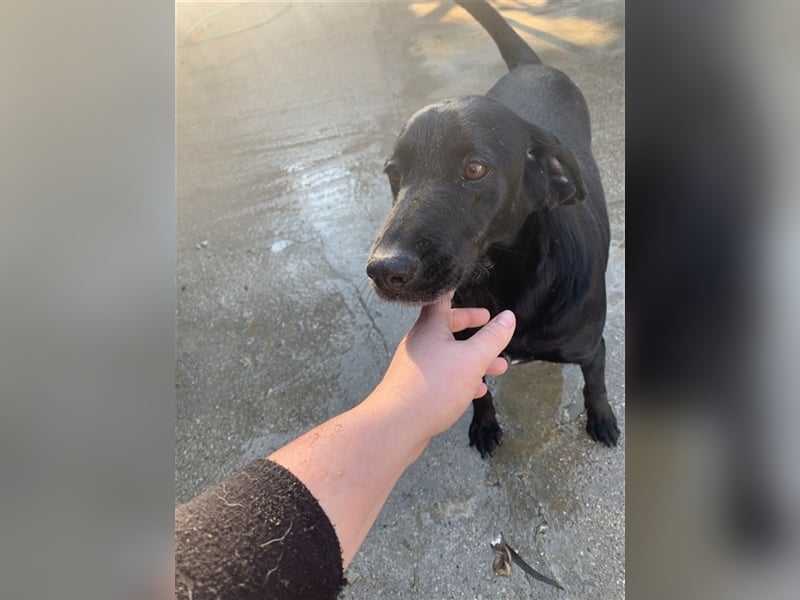 Happy Girl TRACY (5 Jahre) sucht ein Zuhause