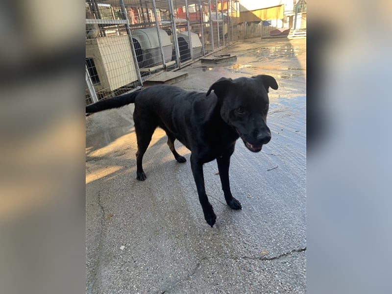 Happy Girl TRACY (5 Jahre) sucht ein Zuhause
