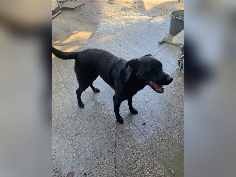 Happy Girl TRACY (5 Jahre) sucht ein Zuhause