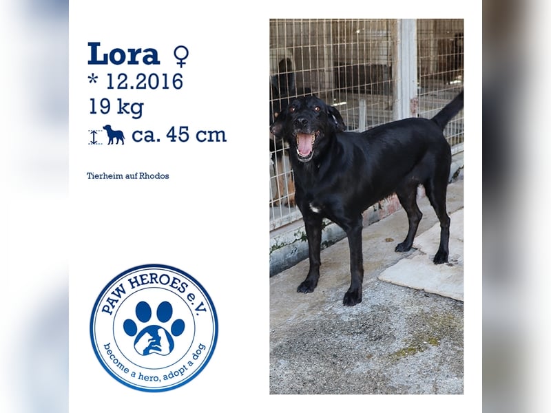Grinsebacke LORA (Hündin) sucht eine Familie!