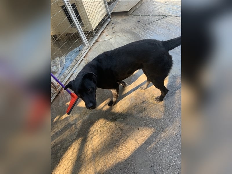 Happy Girl TRACY (5 Jahre) sucht ein Zuhause