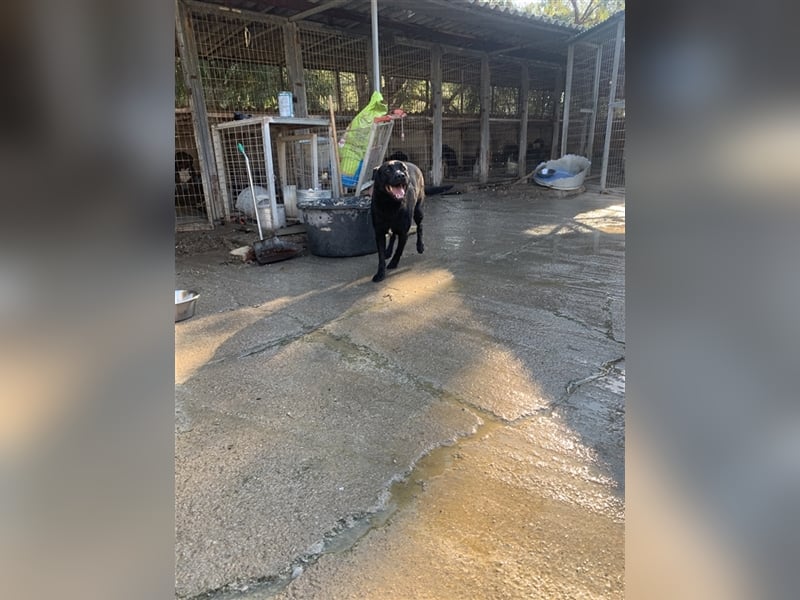 Happy Girl TRACY (5 Jahre) sucht ein Zuhause