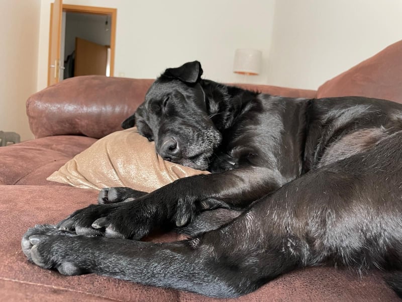 FRIDA ❤️ gemütlicher Labrador Shar-Pei Dame, Pflegefamilie Köln