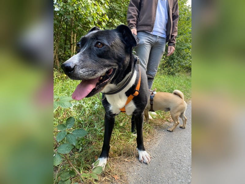 BLANCA ❤️ Sonnenschein Familienhündin, Pflegefamilie Köln