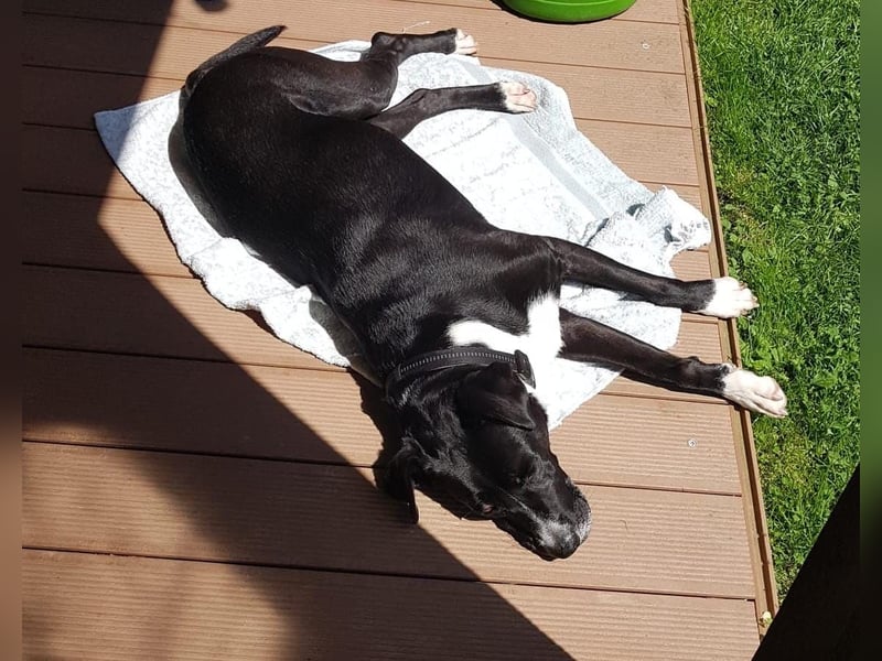 BLANCA ❤️ Sonnenschein Familienhündin, Pflegefamilie Köln