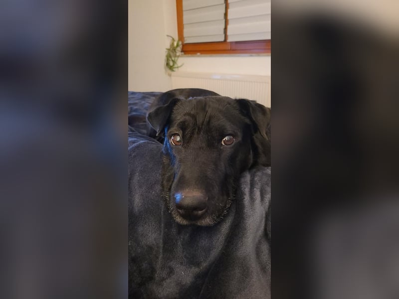 FRIDA ❤️ gemütlicher Labrador Shar-Pei Dame, Pflegefamilie Köln