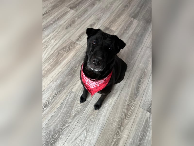 FRIDA ❤️ gemütlicher Labrador Shar-Pei Dame, Pflegefamilie Köln