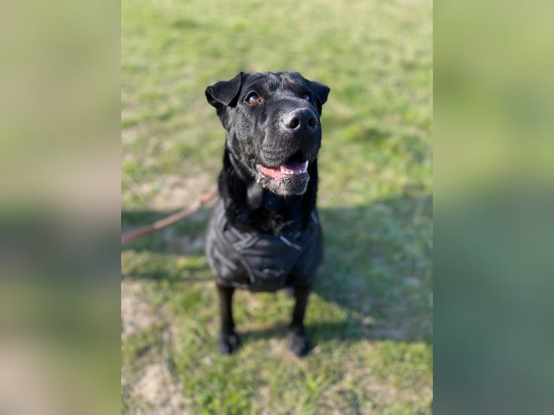 FRIDA ❤️ gemütlicher Labrador Shar-Pei Dame, Pflegefamilie Köln