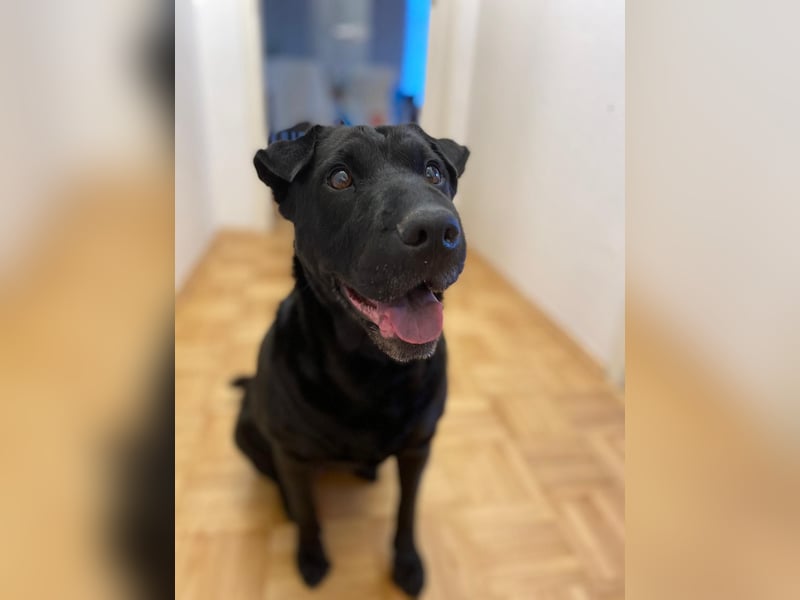 FRIDA ❤️ gemütlicher Labrador Shar-Pei Dame, Pflegefamilie Köln