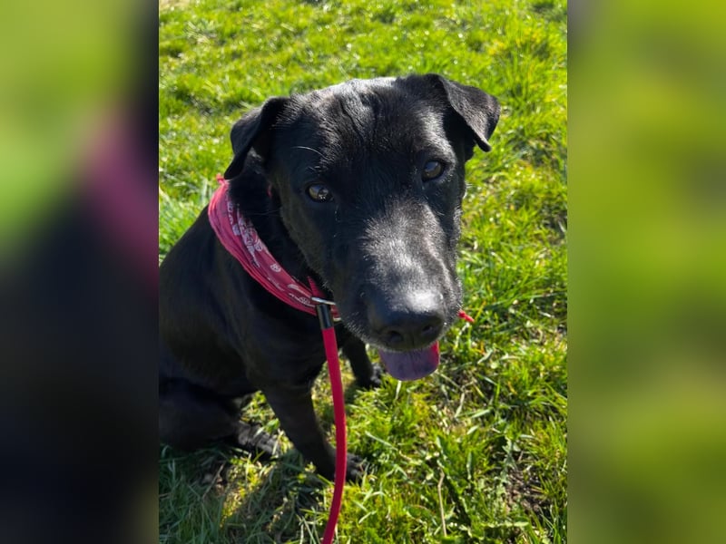 FRIDA ❤️ gemütlicher Labrador Shar-Pei Dame, Pflegefamilie Köln